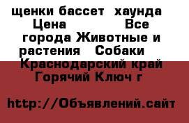 щенки бассет- хаунда › Цена ­ 20 000 - Все города Животные и растения » Собаки   . Краснодарский край,Горячий Ключ г.